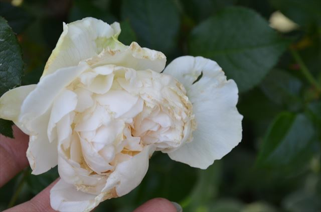 香るバラ ボレロ ムンステッドウッド 今年のナエマは 庭だより