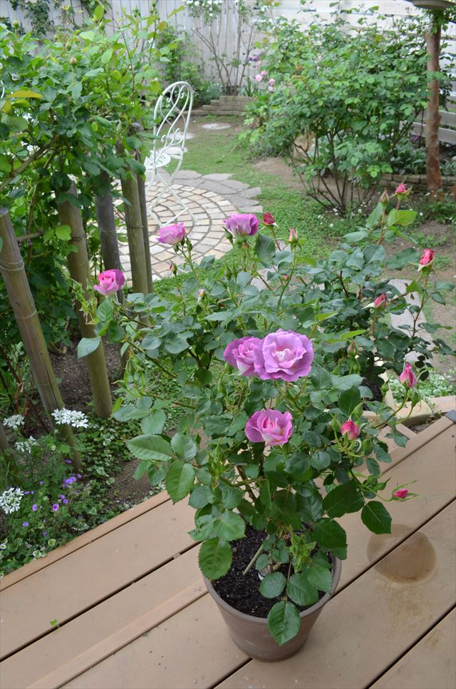 紫のバラの花言葉は 可愛いブルーフォーユー 魅惑のミステリューズ 庭だより