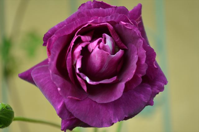 紫のバラの花言葉は 可愛いブルーフォーユー 魅惑のミステリューズ 庭だより