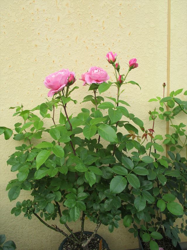 タキイのバラの宝箱、その後 日差しに耐えるピンクの大輪花♪ | 庭だより