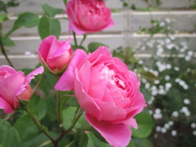 タキイのバラの宝箱 その後 日差しに耐えるピンクの大輪花 庭だより