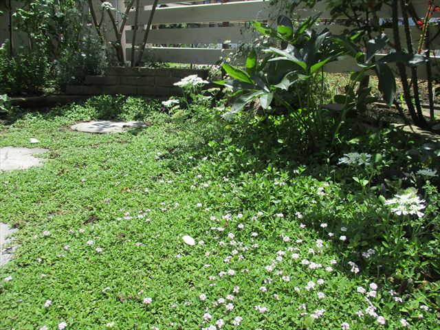 グランドカバー対決 ディコンドラvsヒメイワダレ草 緑色に変化する国バラのダフネ 庭だより