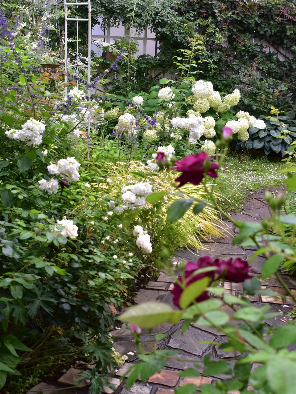 2番花を見守るソープワート スズメウリベビー 庭だより